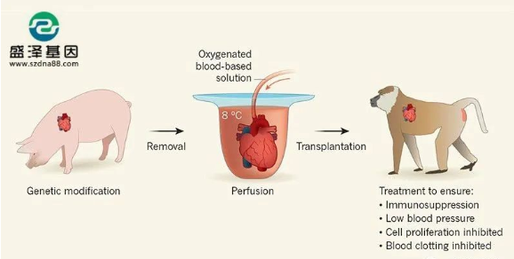 醫(yī)學(xué)怪病奇美拉現(xiàn)象：親自生未必是親生？你身體還住著另一個人？