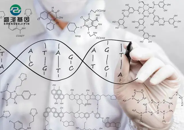 親子鑒定位點(diǎn)檢測結(jié)果是如何得出來的？（DNA提取物、基因擴(kuò)增儀）